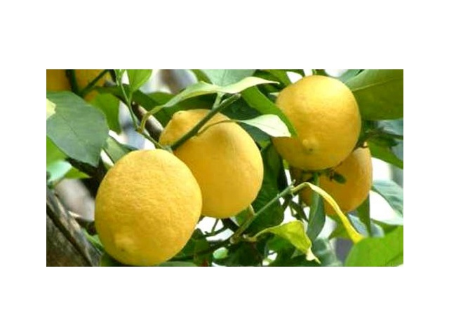 Limone frutto1.jpg