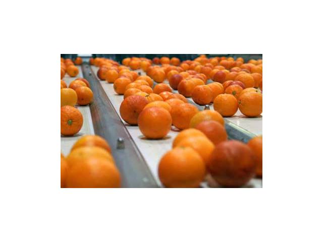 lavorazione-arance-sicilia.jpg